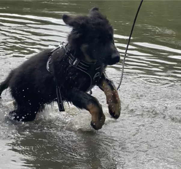 Mon berger allemands de quelques mois qui saute dans un lac