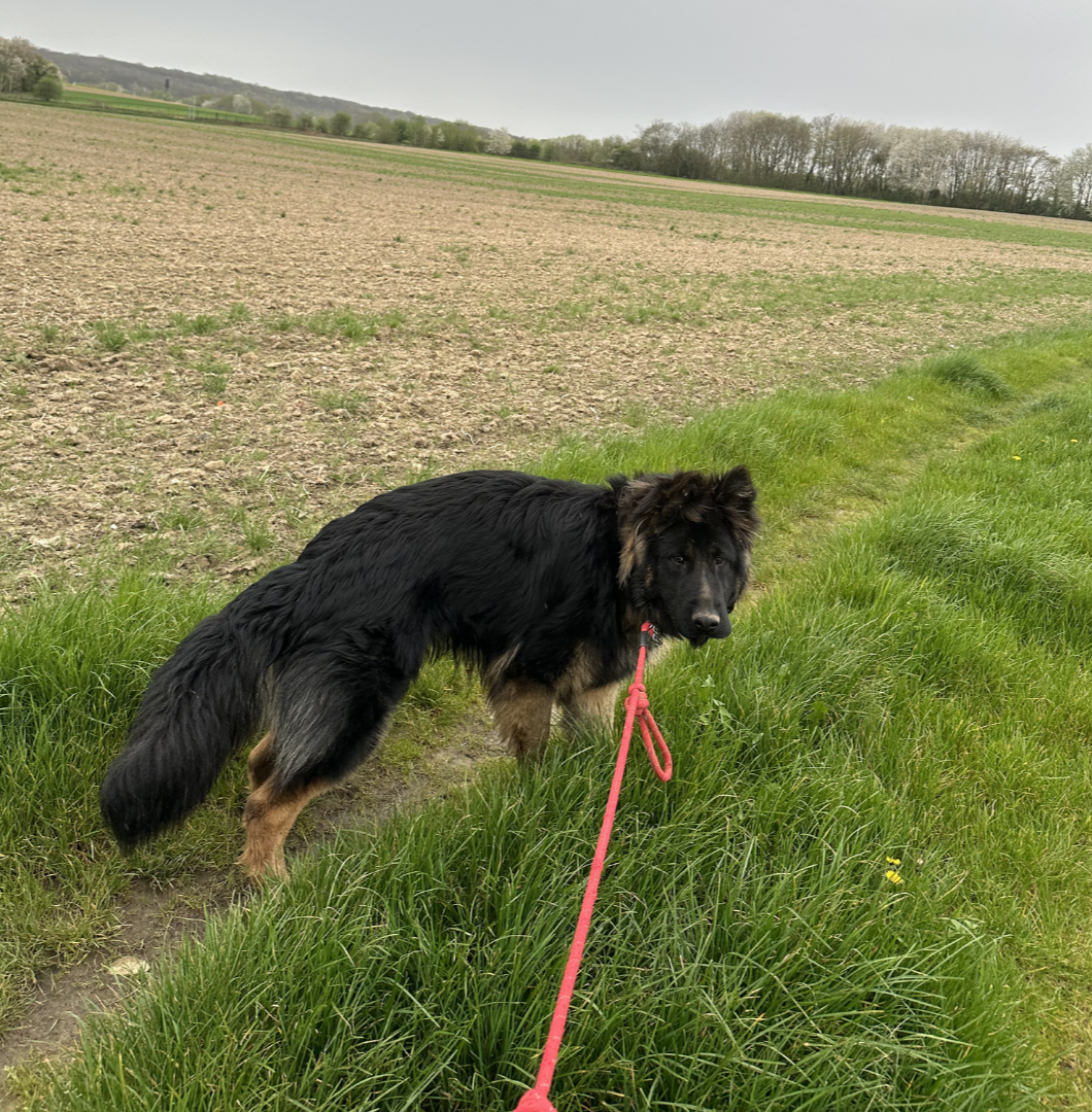 usta en promenade dans les champs
