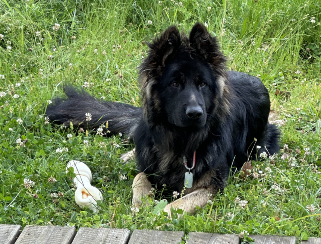 usta mon berger allemand allongé dans le jardin